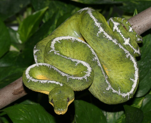 Amazon Basin Emerald Tree Boa