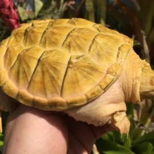 Albino Snapping Turtle For Sale