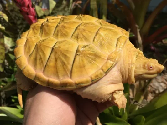 Albino Snapping Turtle