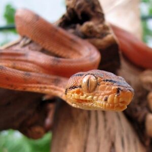 Pepper Phase Amazon Tree Boa For Sale