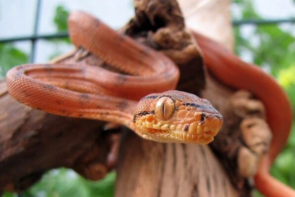 Pepper Phase Amazon Tree Boa