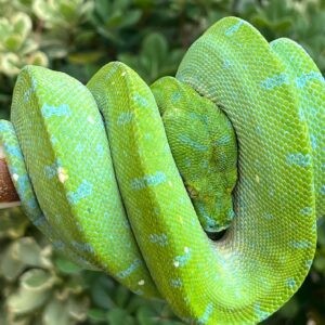 green tree python