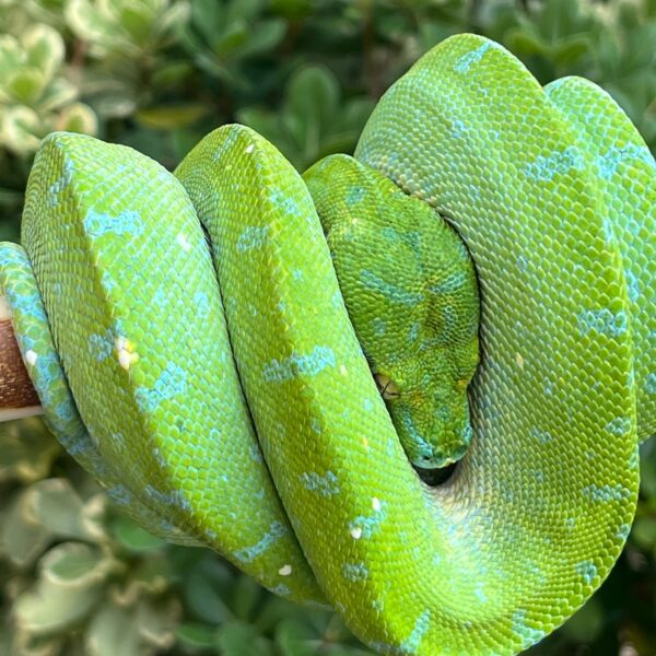 green tree python