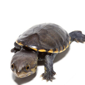 Narrow-Bridged Mexican Musk Turtle For Sale