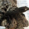 Dark Morph Leachianus Gecko For Sale