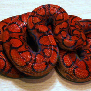 Brazilian Rainbow Boa For Sale