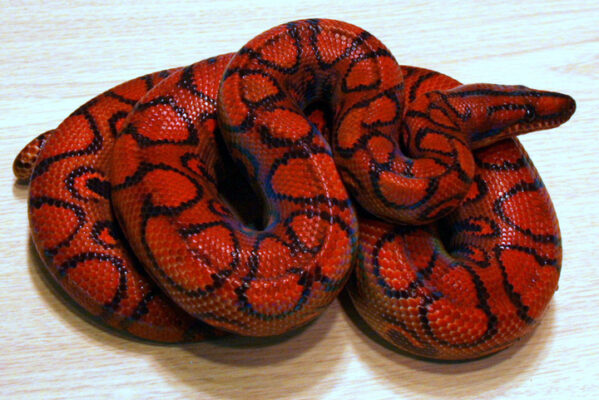 Brazilian Rainbow Boa