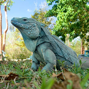 Grand Cayman Blue Iguana For Sale