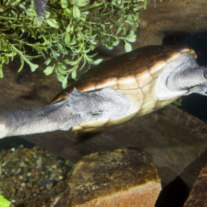 Adult Reimanns Snake-Neck Turtle For Sale