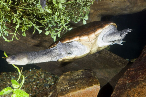 Reimanns Snake-Neck Turtle