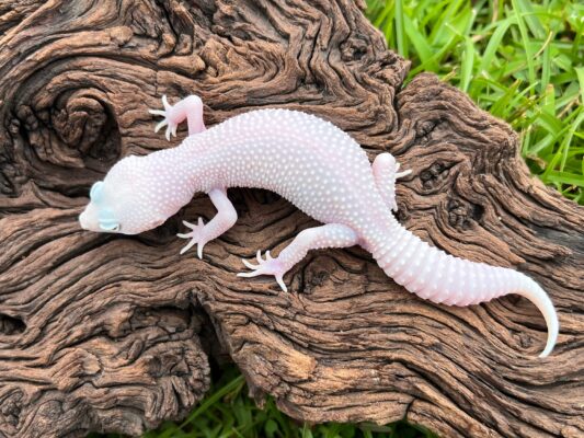 Diablo Blanco Leopard Gecko