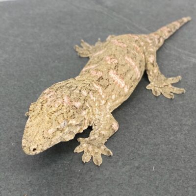 Leachianus Gecko