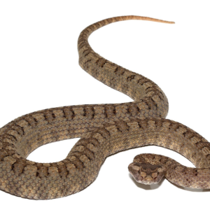 Horned Pit Viper For Sale