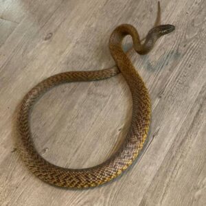 Inland Taipan for Sale