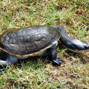 C.B. Adult Indonesian Snake-Necked Turtle For Sale