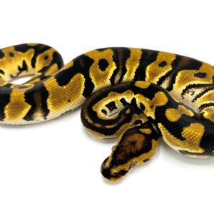 Orange Dream Pastel Crypton Ball Python For Sale