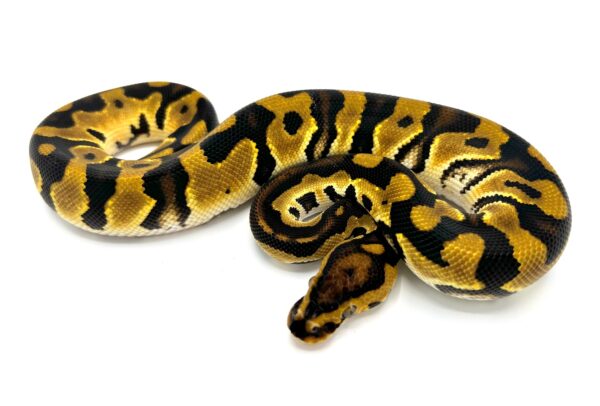 banana ball python