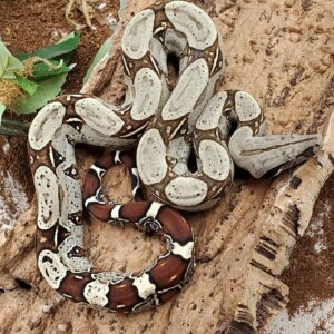 Peruvian Red Tail Boa For Sale