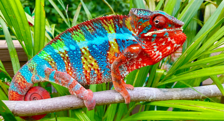 Ambilobe Panther Chameleon