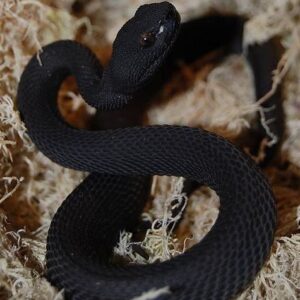 Black Purple Spotted Pit Viper For Sale