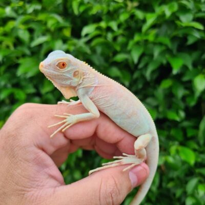 Snow Iguana