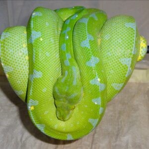 Sorong Green Tree Python For Sale