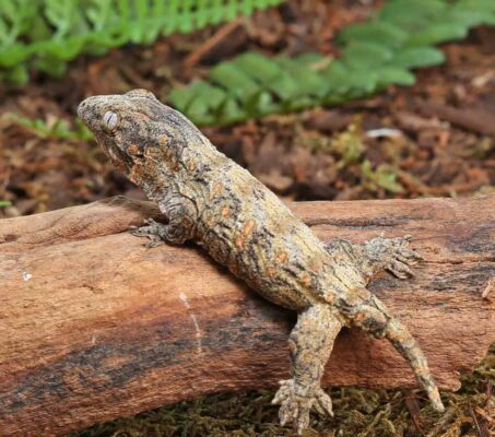 High Pink Leachianus Gecko