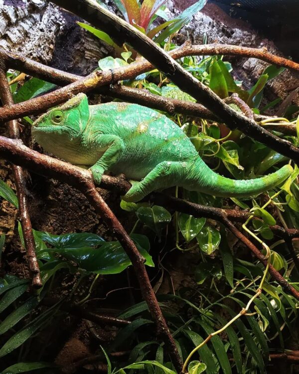 how much is a chameleon