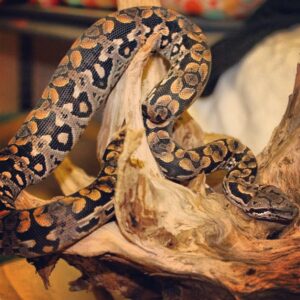 Dumerils Boa For Sale