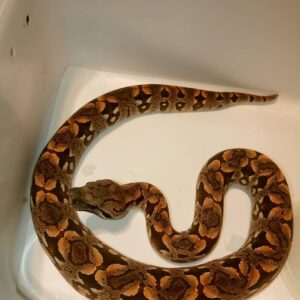 Dumerils Boa For Sale