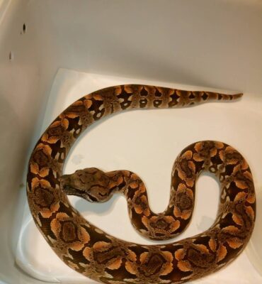 Dumerils Boa