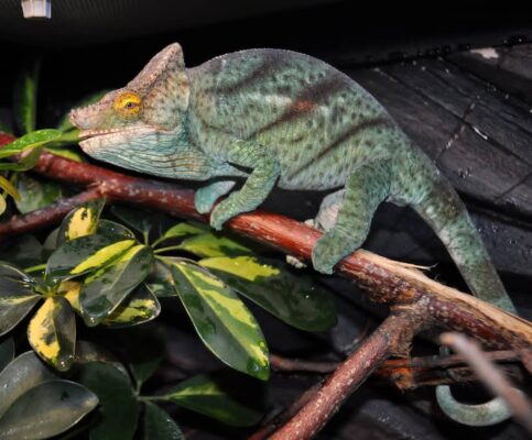 Orange Eyed Parsons Chameleon