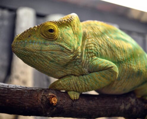 Yellow Giant Parsons Chameleon