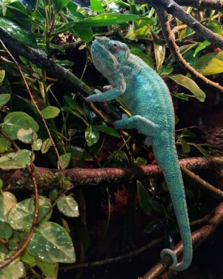 Ambilobe Panther Chameleon