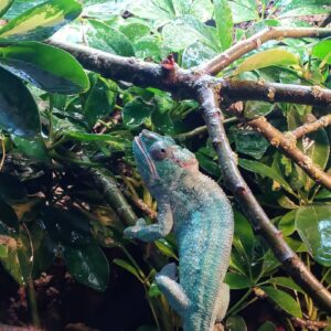 Ambilobe Panther Chameleon For Sale