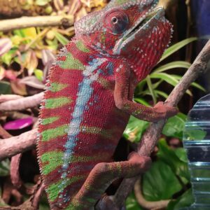 Nosy Be Panther Chameleon