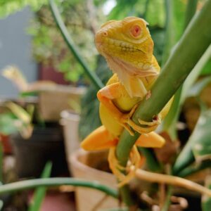 Albino Iguana For Sale