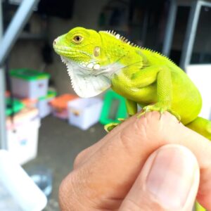 Green Iguana For Sale