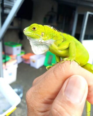 Green Iguana