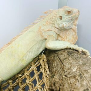 Snow Iguana For Sale