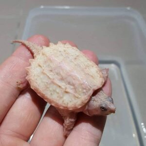 Leucistic Snapping Turtle For Sale