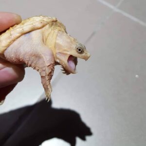 Leucistic Snapping Turtle For Sale