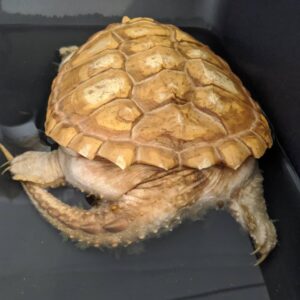 Albino Snapping Turtle For Sale