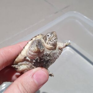 Hypo Snapping Turtle For Sale