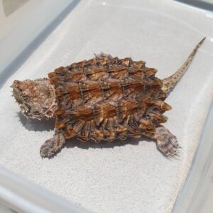 Alligator Snapping Turtle For Sale