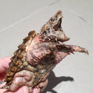 Alligator Snapping Turtle For Sale