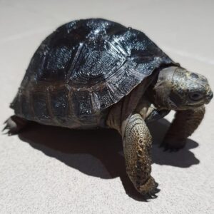 Aldabra Tortoise For Sale