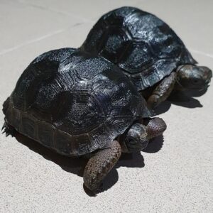 Aldabra Tortoise For Sale