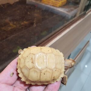 Ivory Sulcata Tortoise For Sale