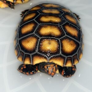 Hypo Red footed Tortoise For Sale